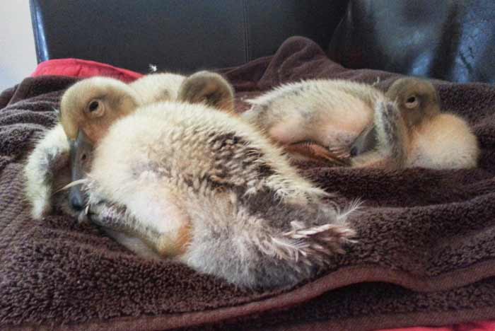 Your ducklings will love cuddling together for comfort and warmth. This is perfectly normal and doesn't necessarily mean they're cold or you need to adjust the temperature. How to raise ducklings by Tyrant Farms.
