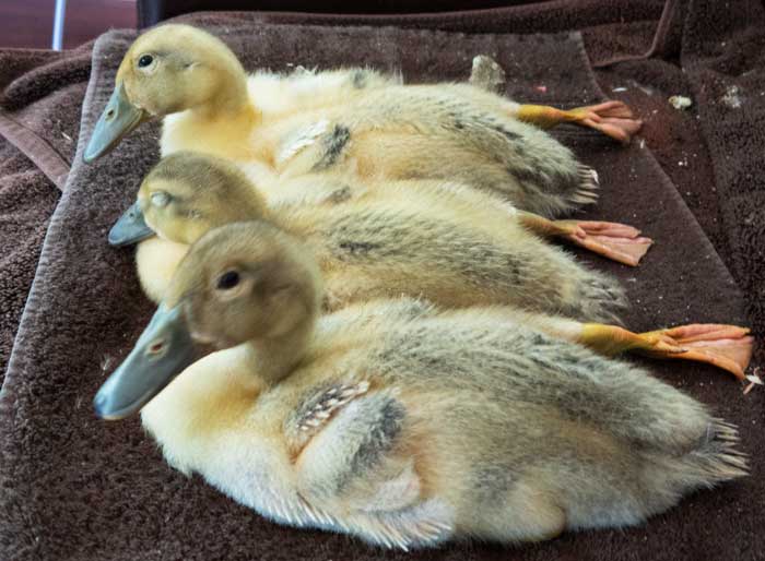 Raise your right flipper if you love cute ducklings!