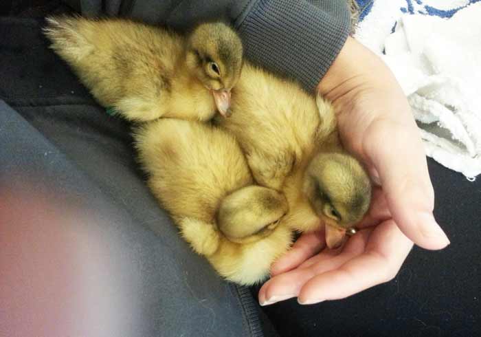 One of the reasons we have such tame adult ducks is that we interacted so frequently with our ducklings, including countless hours of duckling cuddles. Read our article full of tips about how to get your ducks to like you.