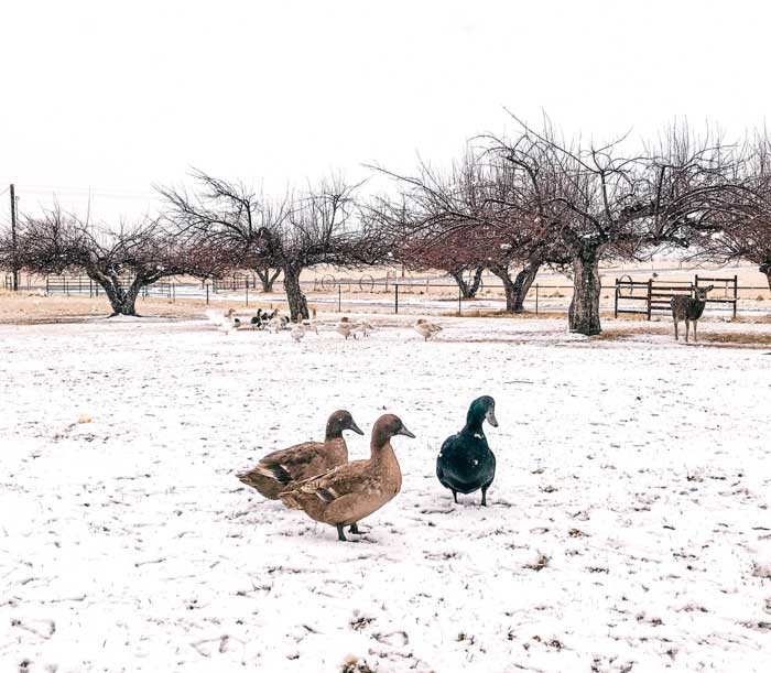 Winter wonderland in the apple orchard at Hoof and Feather Farm. Ducks in foreground, geese in back, and deer to the right. Hooves and feathers, indeed.