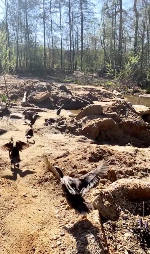 Kimberly's ducks flapping and running towards the creek!