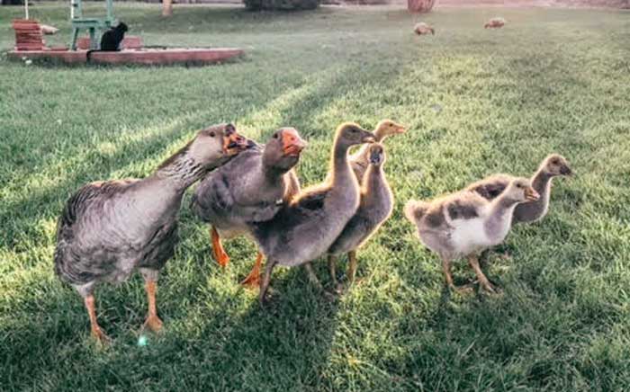 Goslings at Hoof and Feather Farm.