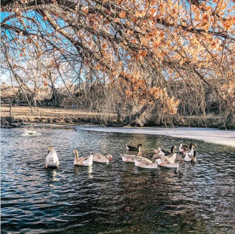 MJ's geese enjoying a swim on the farm pond.