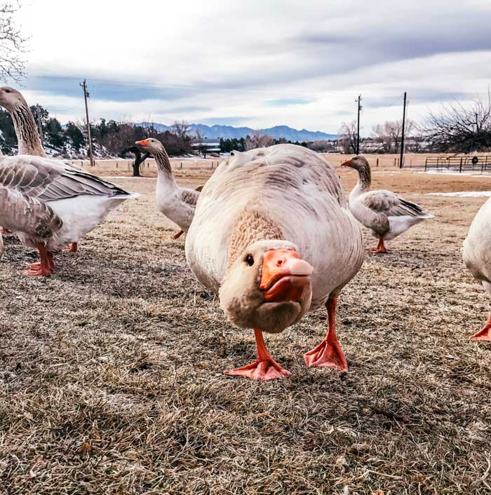 Are geese mean or is their behavior misinterpreted? This goose looks mean, but he's just saying "hi." Understanding goose behavior.