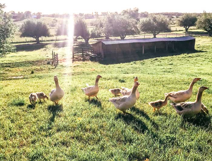 Geese protecting their young goslings.