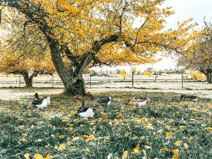 It doesn’t get much more picturesque than geese lounging under an apple tree in the fall. Beauty is another reason to raise geese.