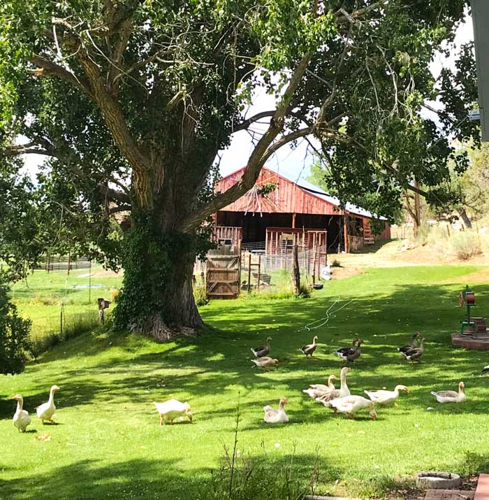 A story book view of our geese foraging as seen through our dining room window.