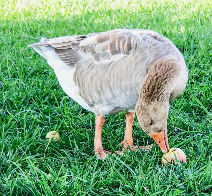 This young American Buff goose excitedly finds an apple to devour in our apple orchard.