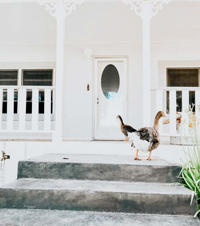 Geese on front porch of home. Beware of porch geese, lest you want to be cleaning poop off your doorstep every day.