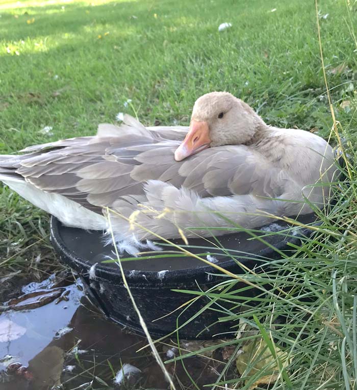 Goose sitting in small pool. Our goose matriarch, Leia, is fond of tiny bathtubs.