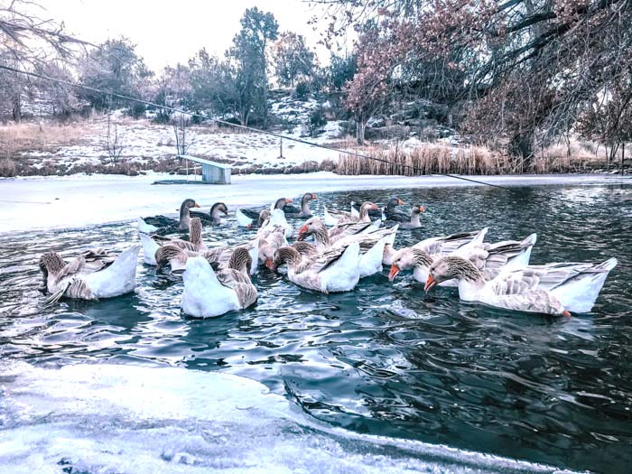 Domesticated geese on a small farm pond in winter. The geese spend more time in the water than not in the winter. Top reasons to raise geese.