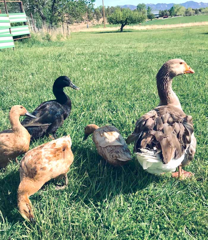 Ducks seeking protection from geese. These ducks stick close to the much larger and intimidating Mr. Goose.