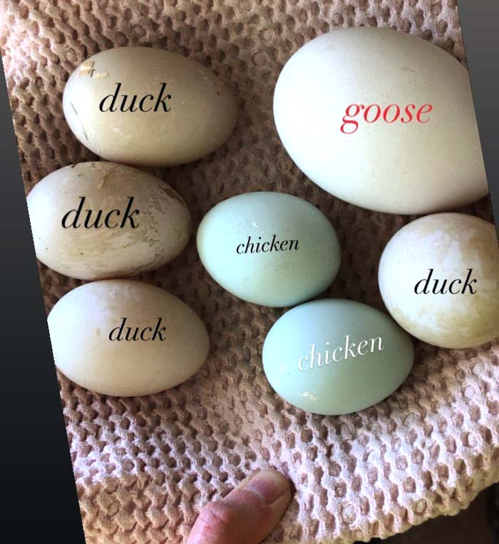 Egg size comparison: goose egg vs duck eggs vs chicken eggs. Delicious eggs are another reason to raise geese.