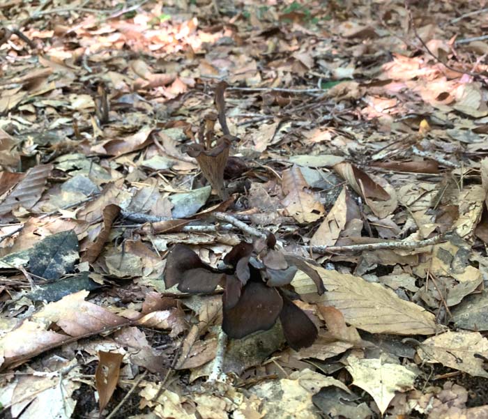 Can you spot the black trumpet mushrooms emerging from the forest floor in this picture?