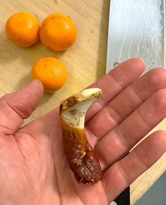 Reishi mushrooms How to find, ID, & use — with recipe! Tyrant Farms