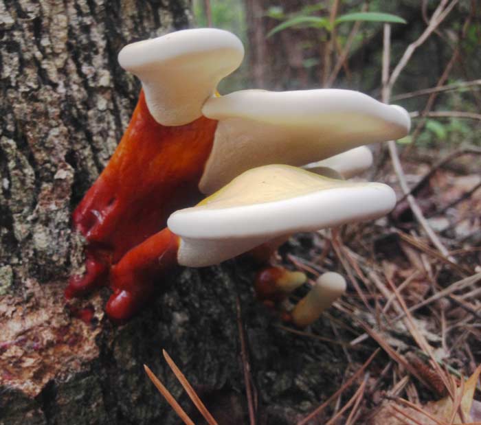 A closer look at the underside of a reishi mushroom. Note the white pore surface and lack of gills.