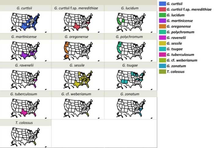 Species of North American reishi mushrooms by region. Image attribution: Elucidating 