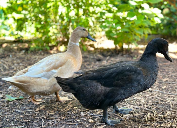 Domestic ducks are not suited to survive in the wild. 