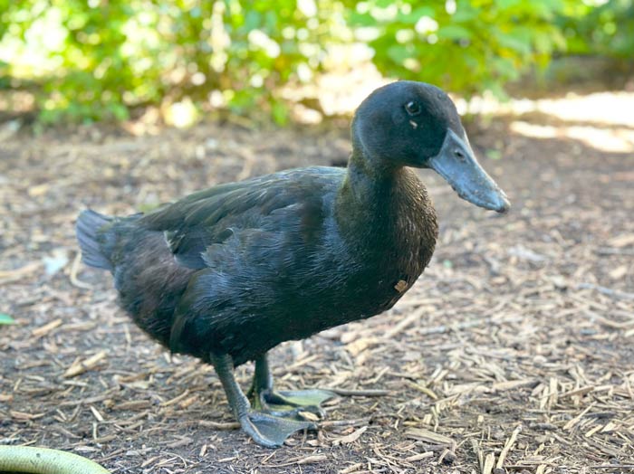 Ducks are adorable. They also poop every 11 minutes and want to turn the world into a mud puddle, so paper towels are handy if you run a waterfowl rescue operation. 