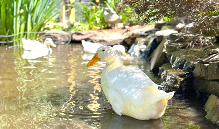 Our rescue Pekin and White Layers are gorgeous mallard-derived breeds, but they don't need to pollute local ponds or the gene pool of wild mallards. 