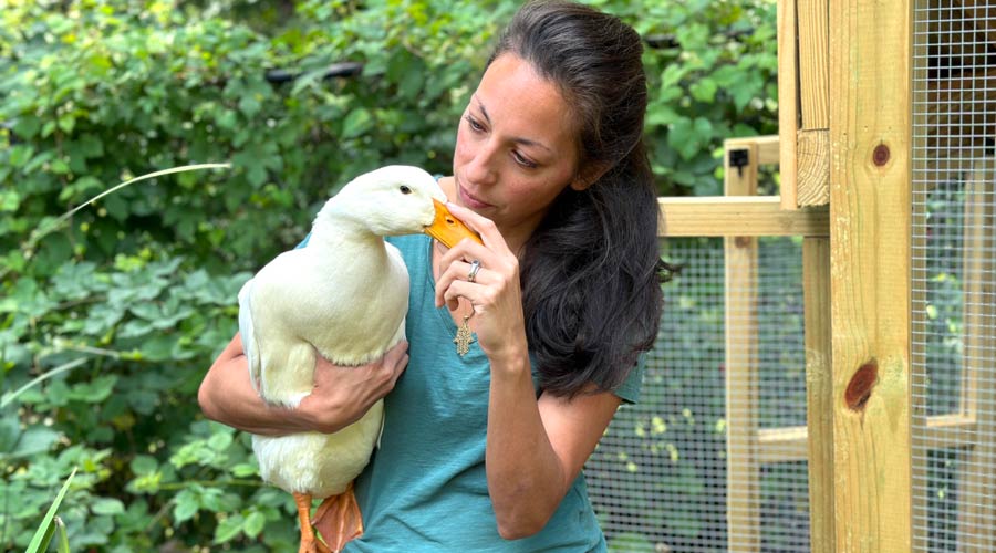 Rescue ducks vs buying from stores & breeders - which is best? thumbnail