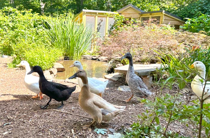 Our six rescue ducks from Carolina Waterfowl Rescue cruising the grounds at Tyrant Farms, their forever home. All of these ducks likely started their life journey at a large duck breeding operation or farm supply store before being raised and abandoned by humans.&nbsp;