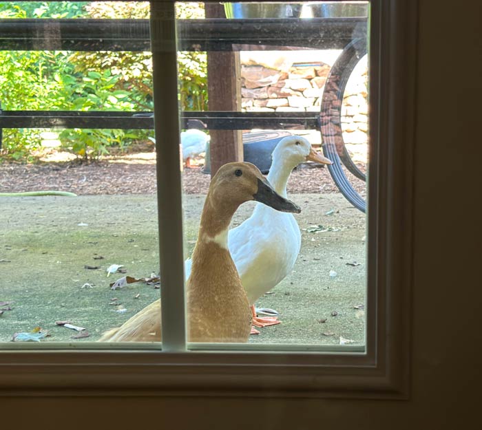 A window into a better future? Ok, that was too obvious. Ducks looking into window