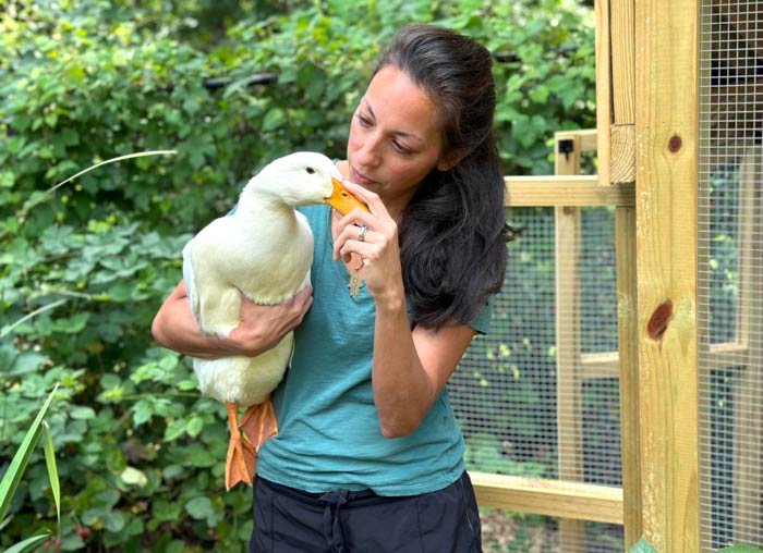 When it comes to pure cuddle temptation, Jumbo Pekins may top the list of duck breeds. There are none who can resist. 