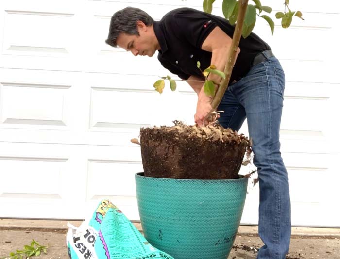 removing rootbound tree from pot