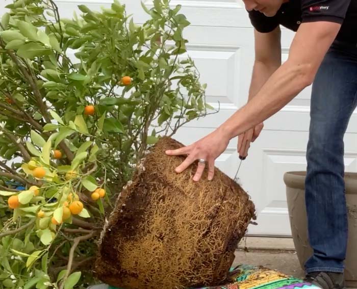 Sawing 1/3 of root mass off of rootbound potted citrus tree.