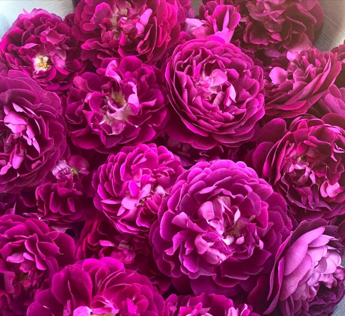 The whole roses we used to make this recipe. 