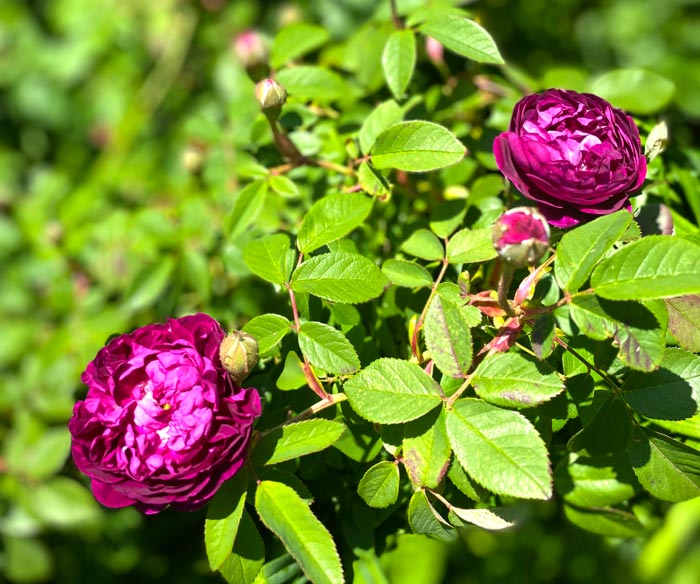 Rose flower vinegar is a great way to unlock the culinary potential of roses. 