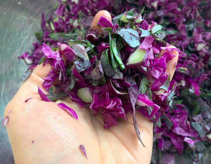 Dicing your cabbage is essential to making a good final sauerkraut.