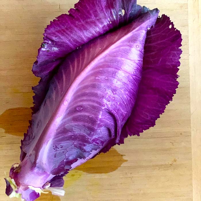 Want a vibrant purple sauerkraut? Start with a vibrant purple cabbage like this 'Kalibos'. 