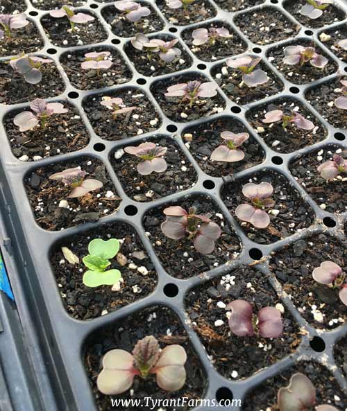 F1 hybrid seeds have predictable traits/gene expression, but a very small percentage won’t quite do what’s expected. Case in point: this is a tray of red Napa cabbage. Can you spot the oddball?