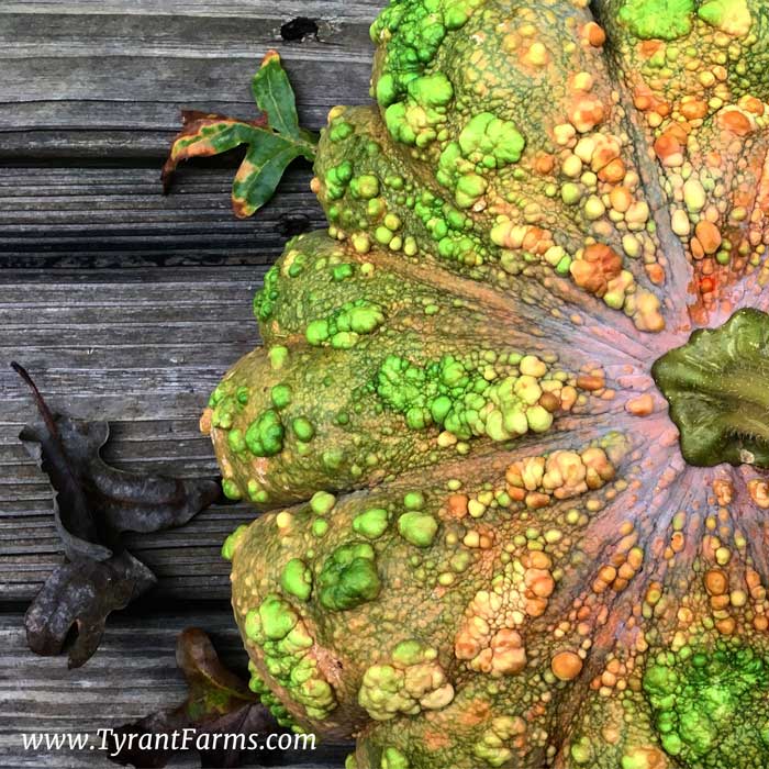 Here's a hybrid pumpkin/winter squash our bees made for us at Tyrant Farms. The flavor is fantastic and the colors and warty texture are absolutely gorgeous. We're now trying to genetically stabilize this new hybrid variety over successive generations. If successful, we'll have our own original open-pollinated variety in a few years, and our own heirloom in another 50 years.