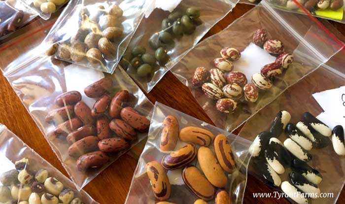 Beautiful heirloom bean seeds saved from organically grown plants at Tyrant Farms. Beans tend to self-pollinate before their flowers have fully opened, so they're fairly easy to save seed from each year, even if you grow multiple varieties close together.