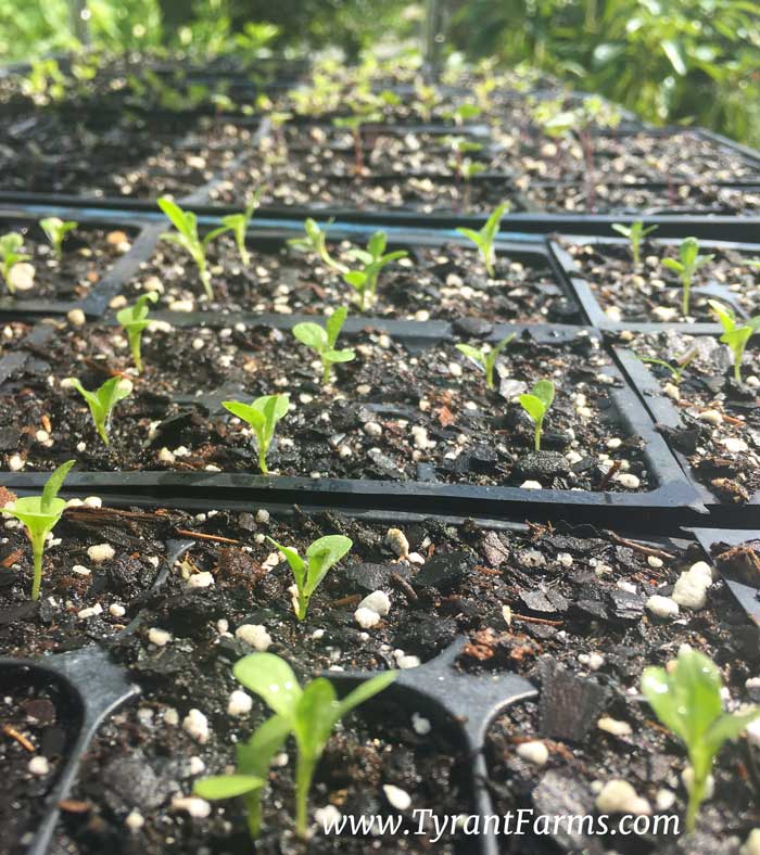 A flat of certified organic seeds getting sun and growing healthy at TyrantFarms.