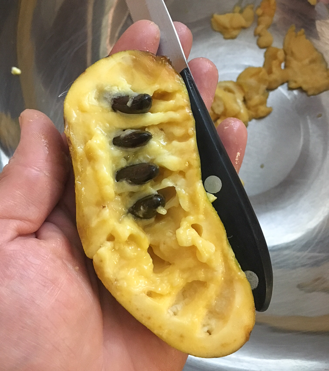 These pawpaw seeds were covered with pulp, but they've now been scraped with a knife and ready to be pulled out.