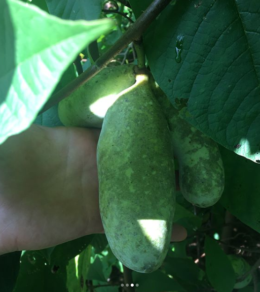 An almost ripe cluster of pawpaws. For optimal flavor, leave the pawpaws on the tree until they're ripe enough to fall off.