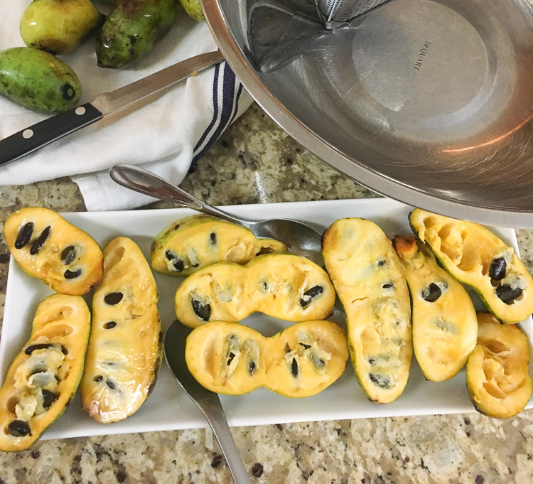 Perfectly ripened pawpaw fruits from the trees in our yard.
