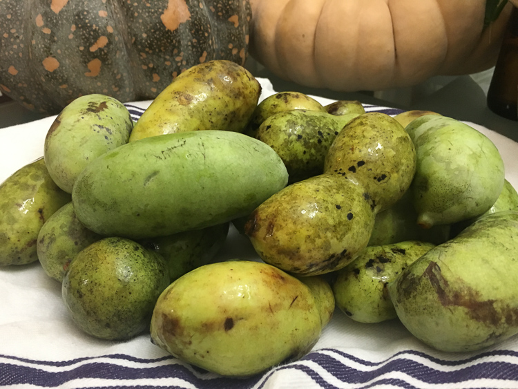 Ripe pawpaws look like small, bruised mangoes. Don't let their lack of surface beauty fool you - under that skin is mango-banana-cream flavored goodness.