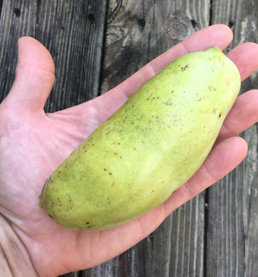 A perfect pawpaw fruit, just fallen from the tree. A ripe pawpaw is slightly soft to the touch.