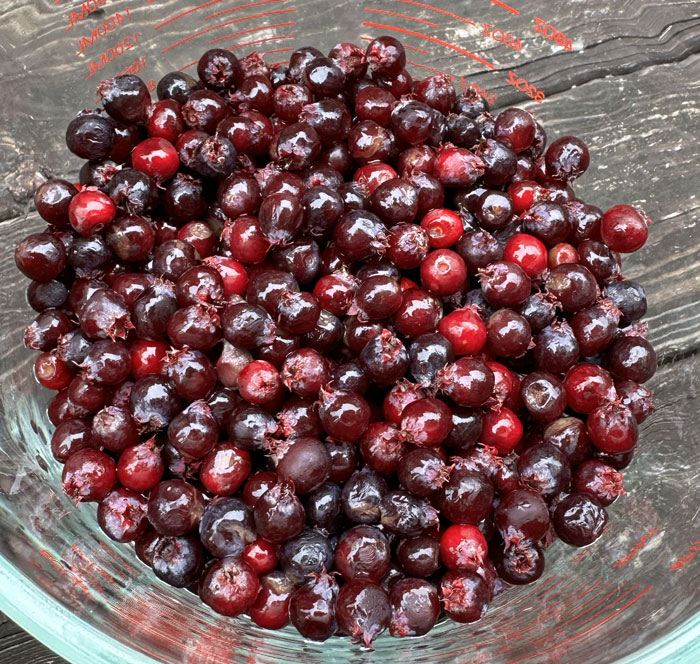 Mmm. Ripe serviceberries. The more purple, the better the flavor.