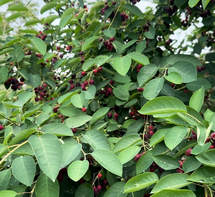 Ripe serviceberries in mid-May in Greenville, South Carolina.