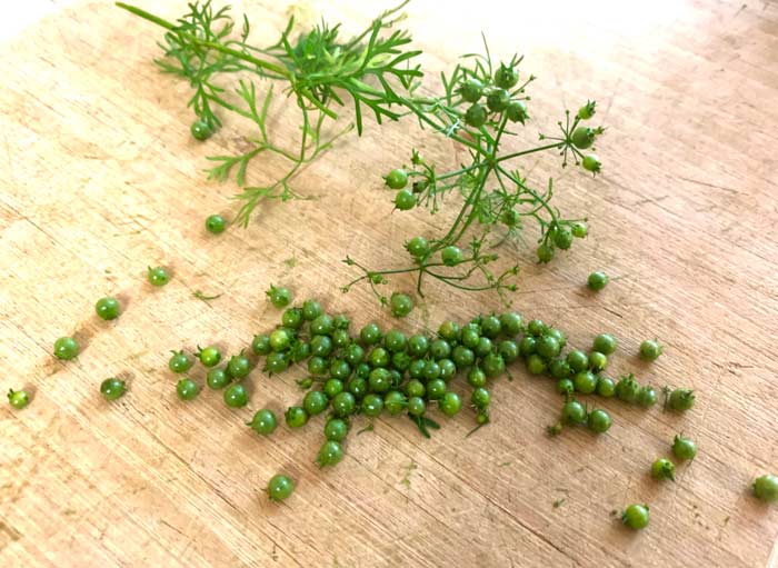 Cilantro berries aka green coriander. 