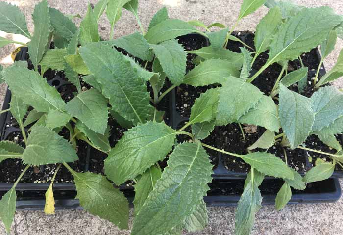 artichoke seedlings