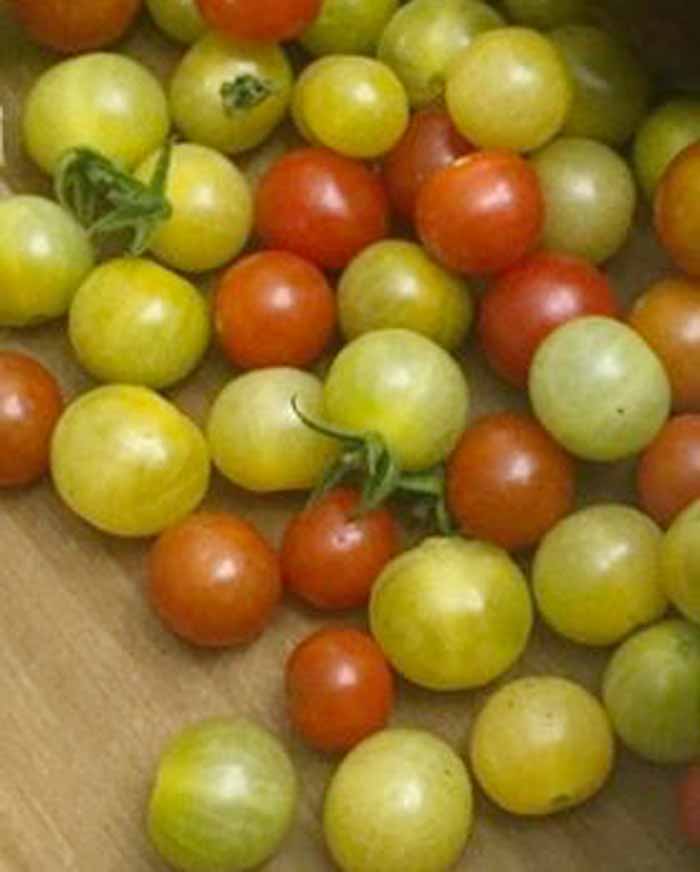 We get piles of yellow currant and Matt's Wild Cherry tomatoes from our part shade-grown plants.