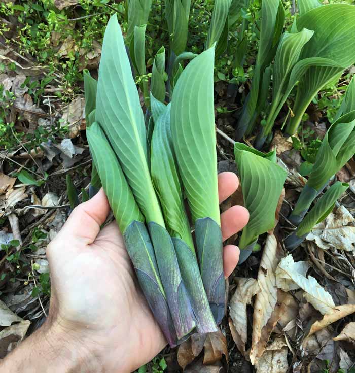 Hosta shoots - these are actually a little older than you want to pick them. At this stage, they're starting to get a little bitter.