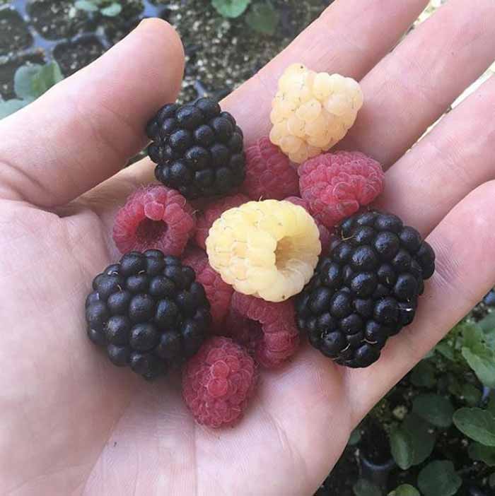 Red raspberries and yellow raspberries with large blackberries. Pretty much any cane berry will grow in part shade.